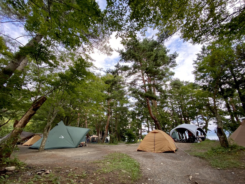 View of the forest site