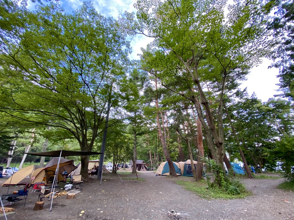 View of the forest site