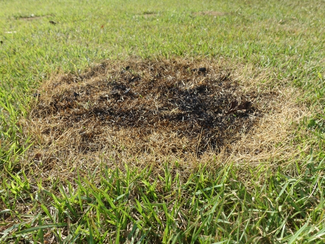 Grass burnt by open fire