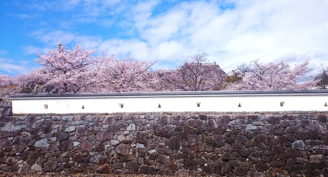 Cherry blossoms