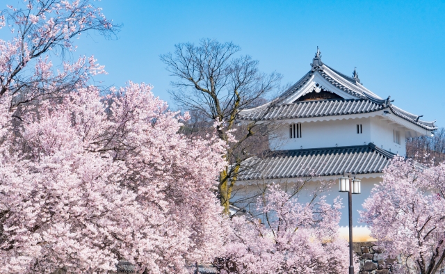 Cherry blossoms