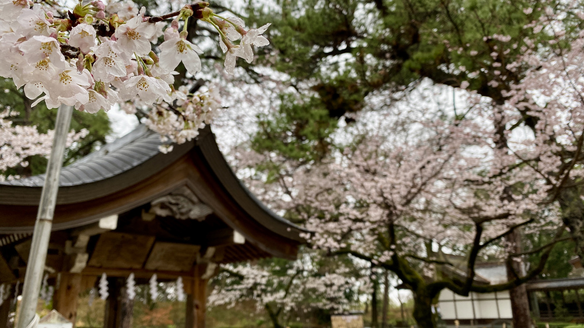 Cherry blossoms blooming on the grounds