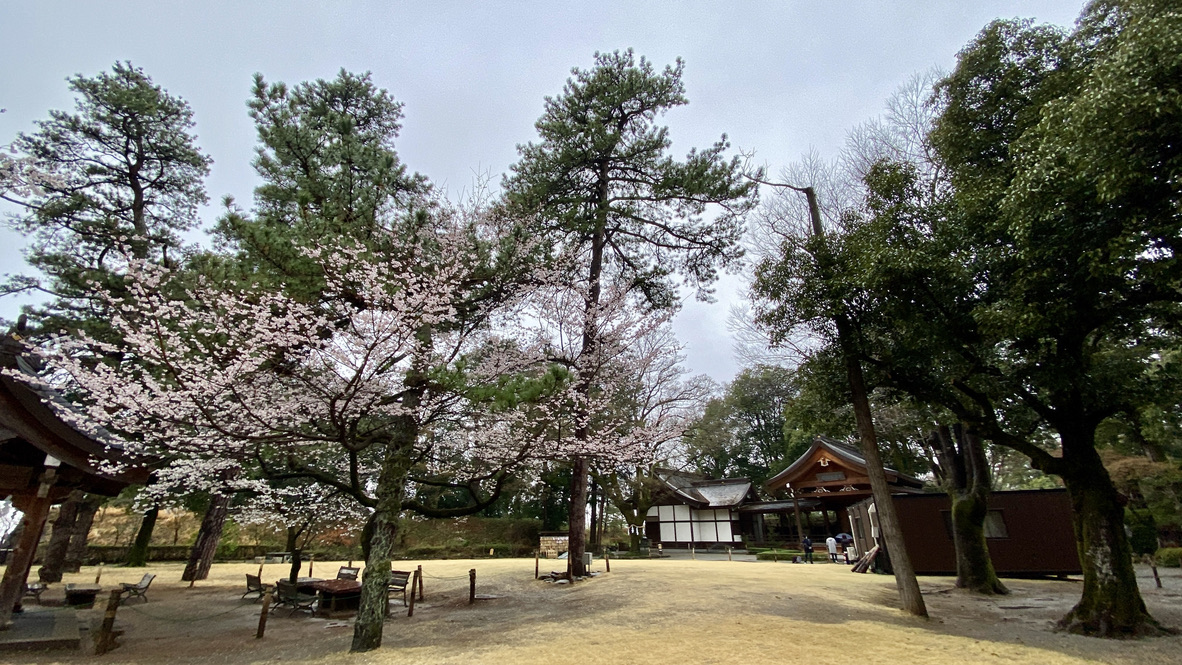 Cherry blossoms blooming on the grounds