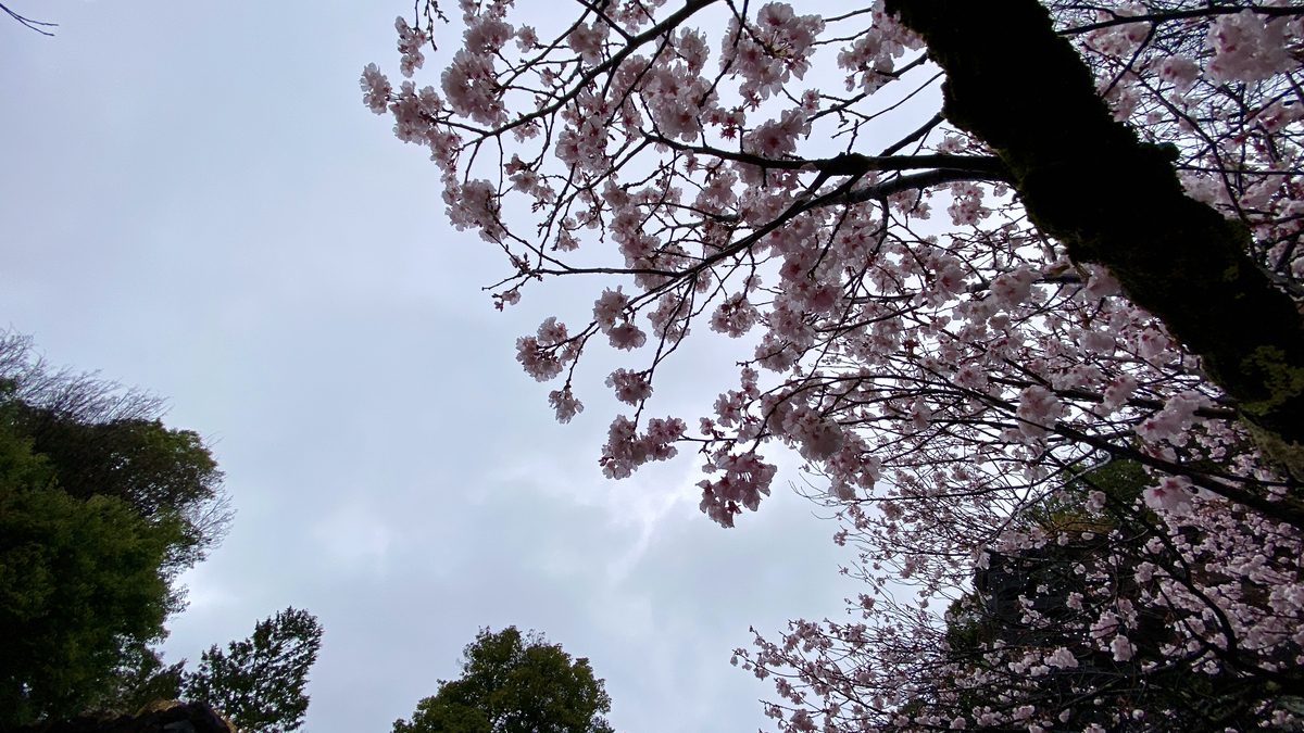 Cherry blossoms blooming on the grounds