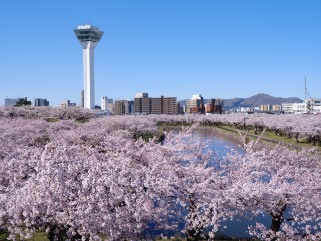 桜