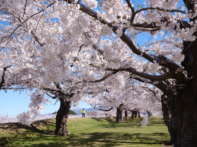 桜