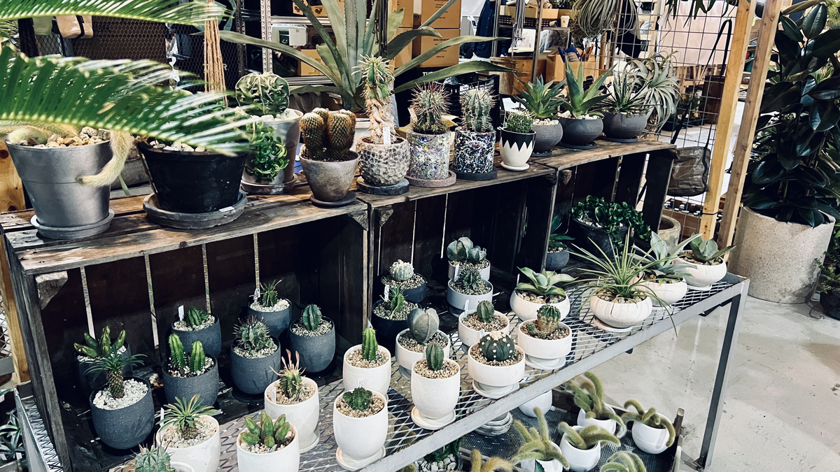 Houseplant Sales