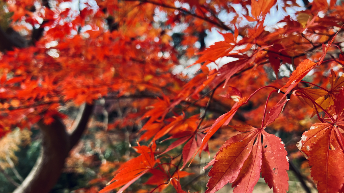 Autumn Leaves