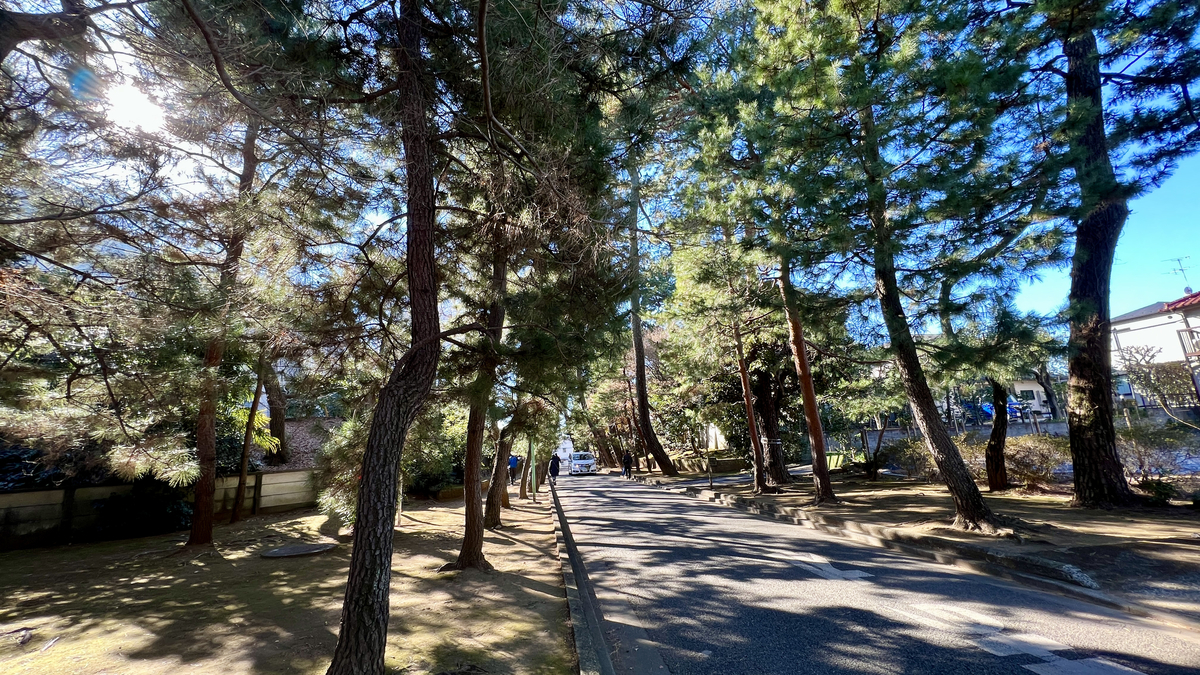 松樹林