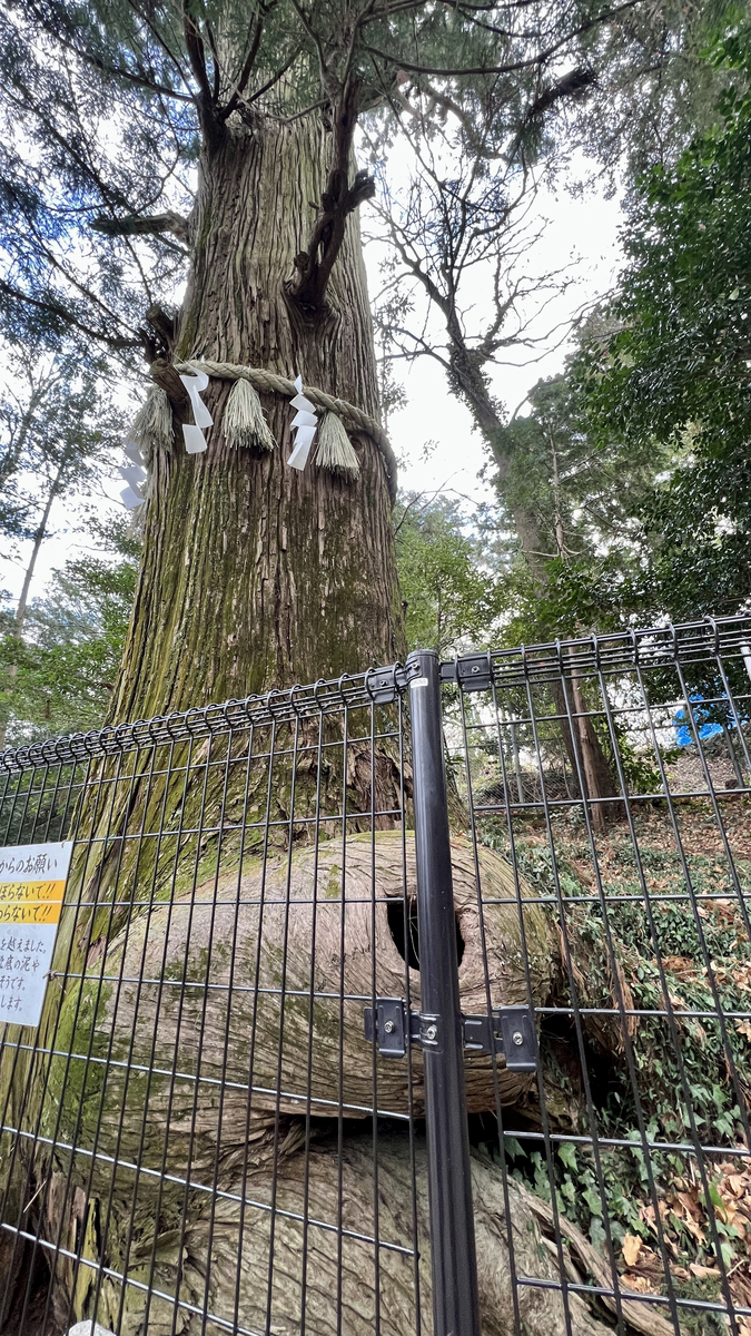 Octopus Cedar