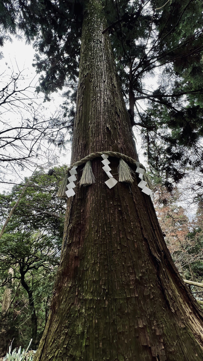 Giant Cedar