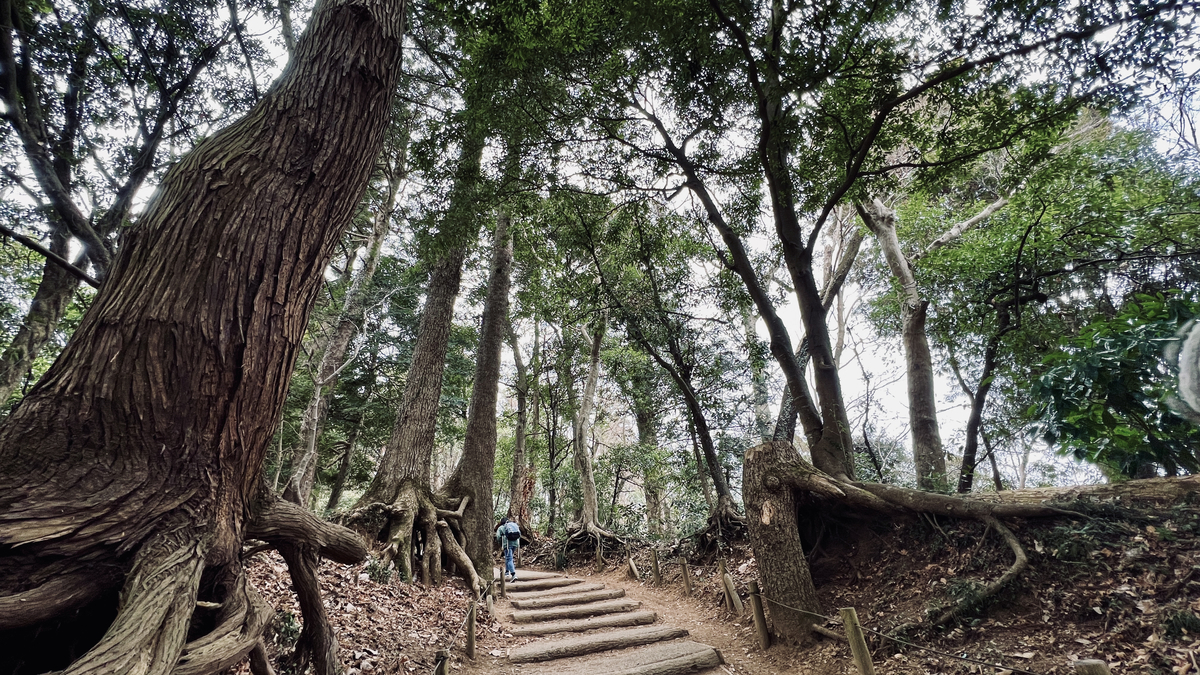 Mountain Path Surrounded by Trees
