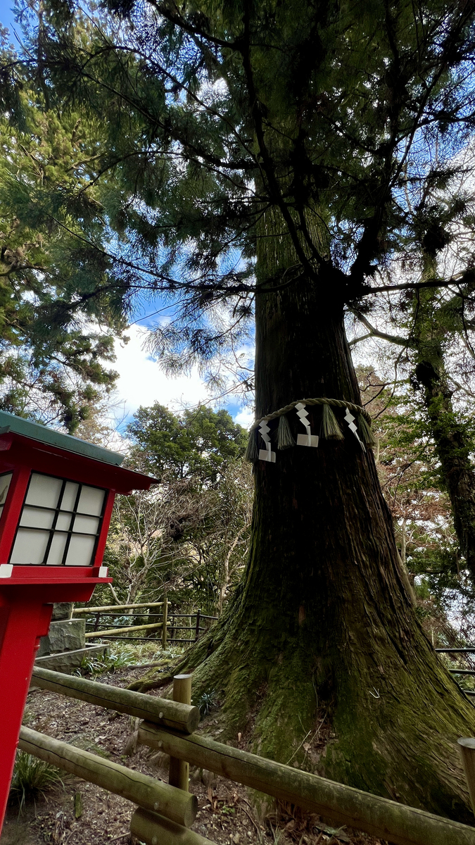 Giant Cedar