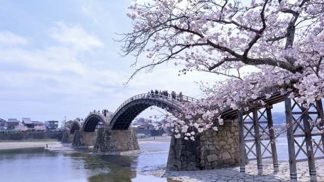 Spring Scenery - Kintaikyo Bridge and Cherry Blossoms
