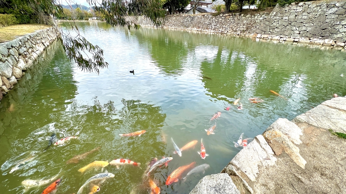 Koi in the Moat
