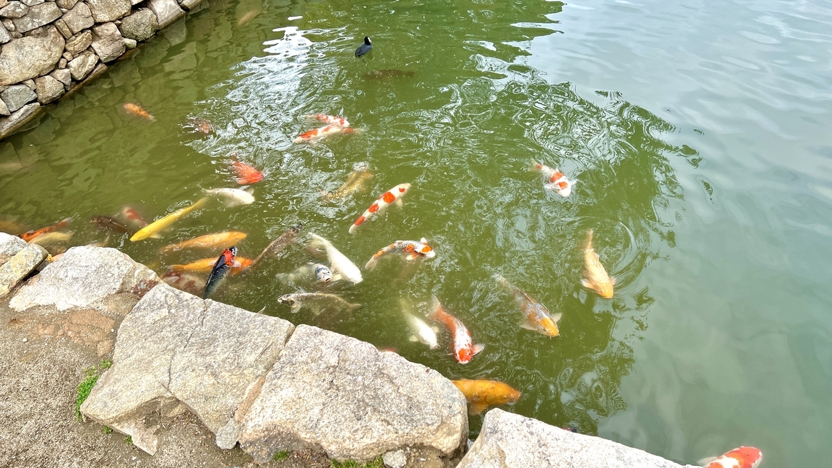 Koi in the Moat