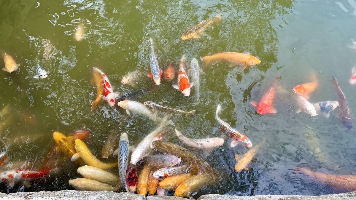 Koi Swarming