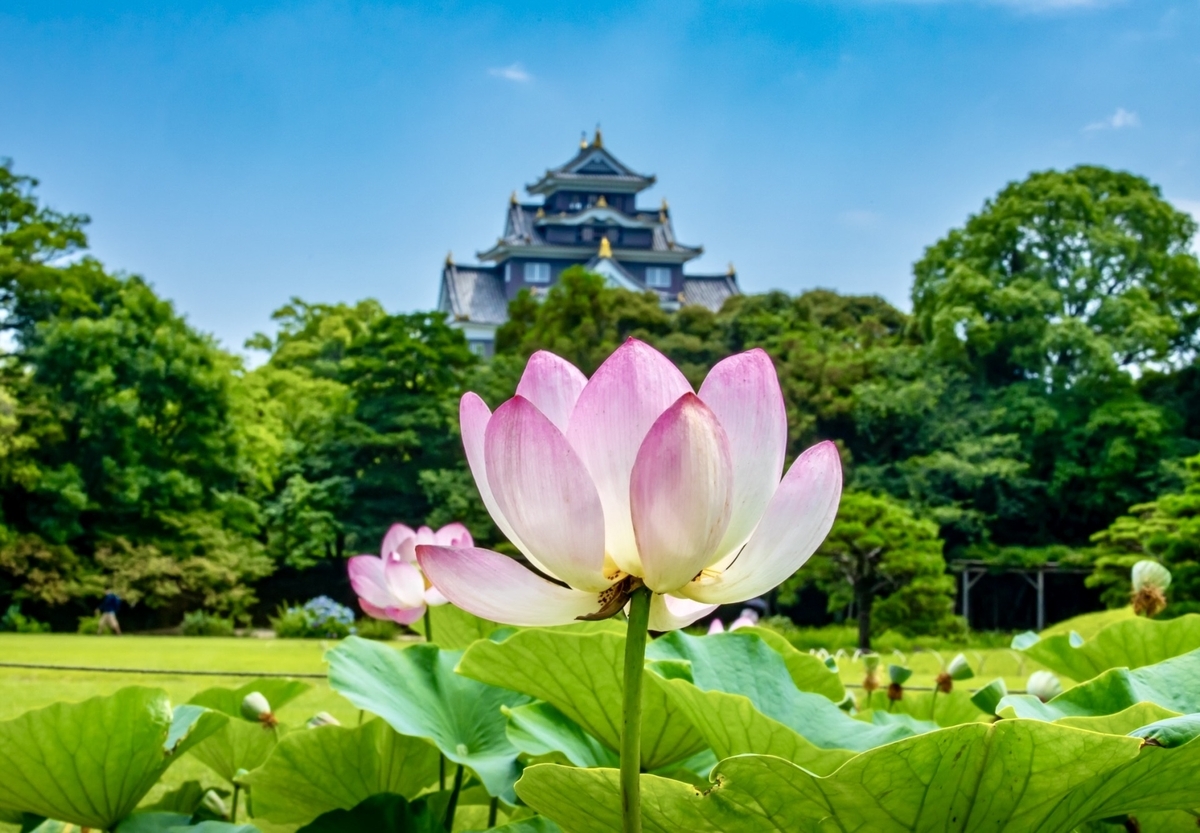 蓮花與庭園
