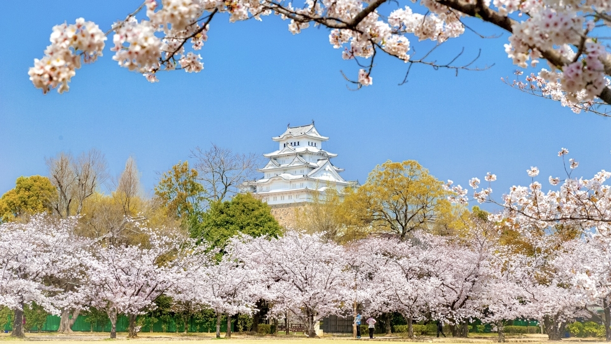 姫路城と桜
