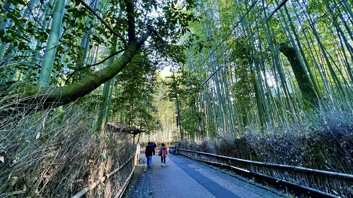 Bosque de Bambú