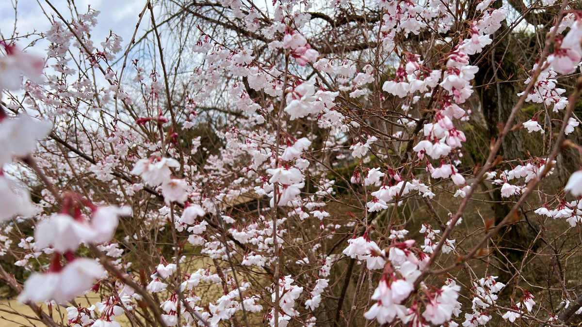 Cherry Blossoms in Seiryu-en