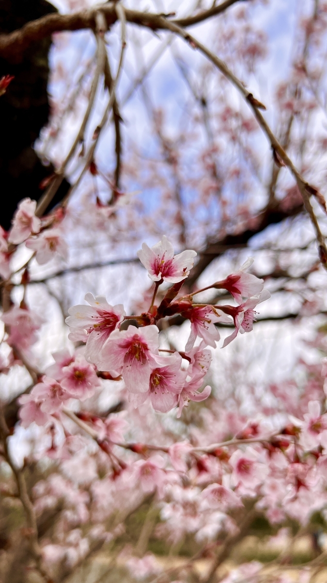Cherry Blossoms in Seiryu-en