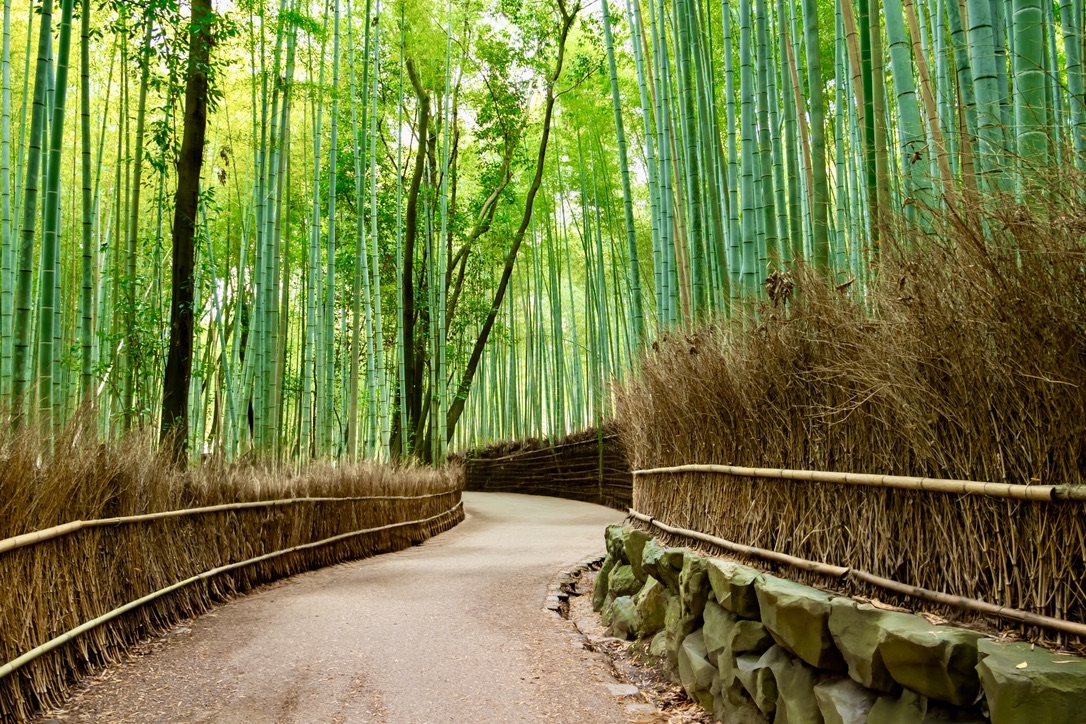 Bamboo Grove
