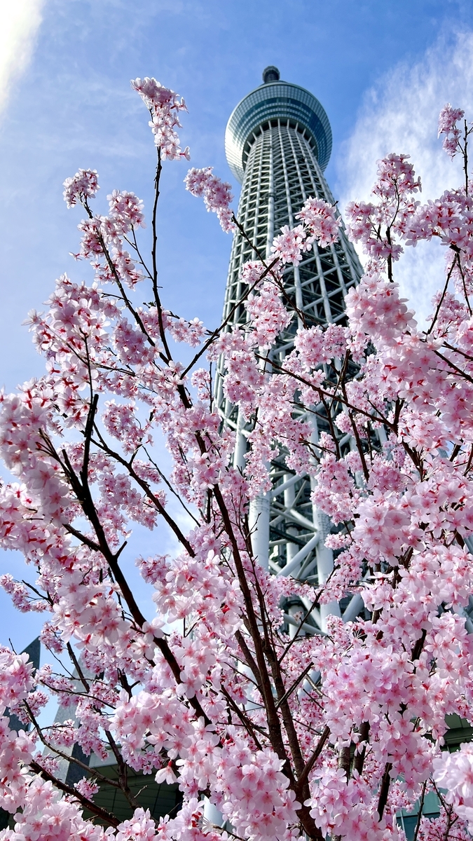 桜と東京スカイツリー