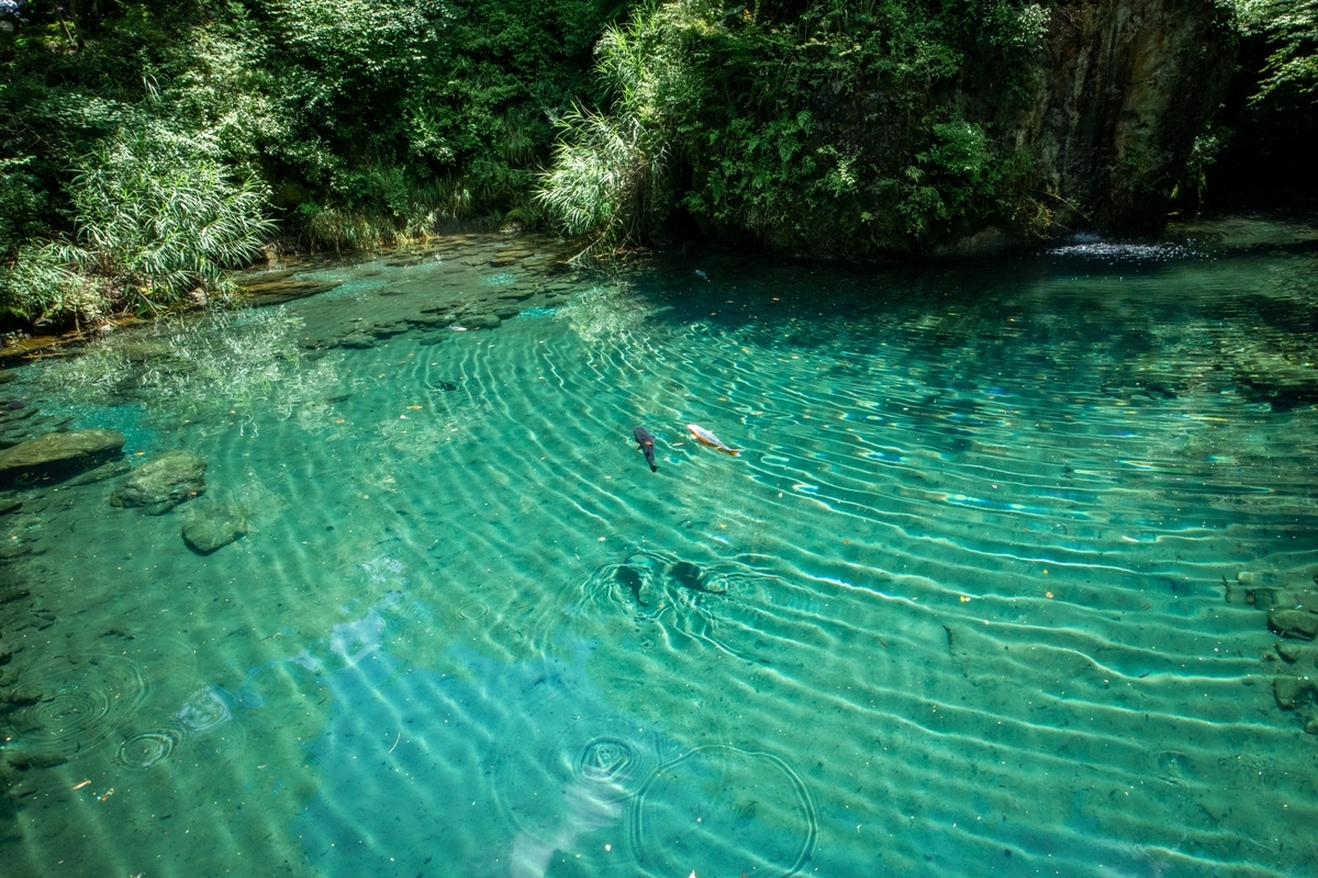 白龍湖の湖面。エメラルドグリーンの湖に鯉が泳ぎ、その波紋が広がる