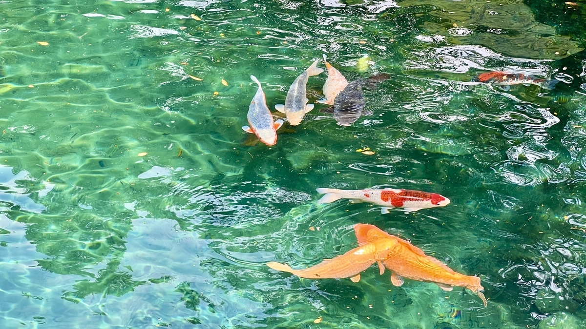 白龍湖で泳ぐカラフルな鯉たちのアップ。エメラルド色の湖水が美しい