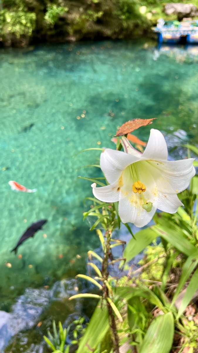 白いユリの花と、背景に広がる透明な湖と泳ぐ鯉（白龍湖・高知県）