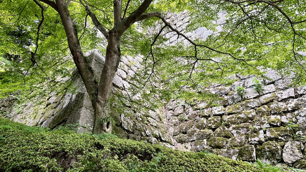 青もみじの葉越しに見える丸亀城の高石垣。自然との対比が美しい