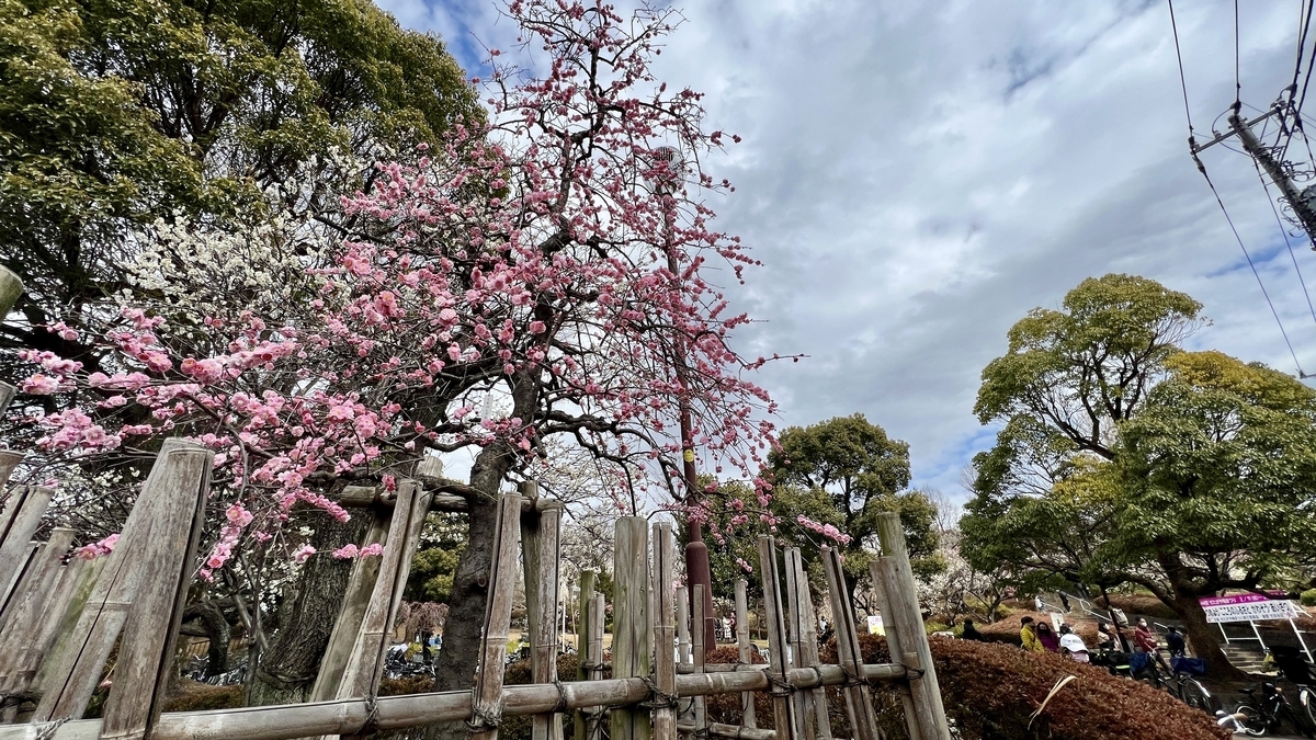 Pathway lined with deep pink plum blossoms against a clear blue sky