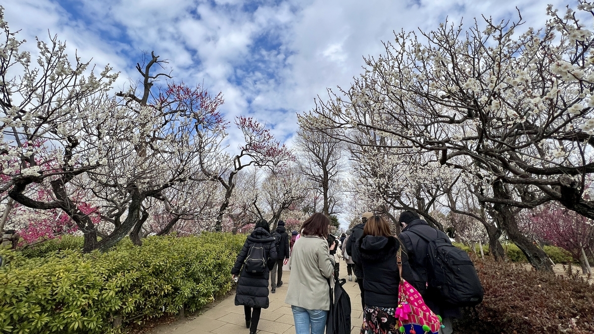 Visitors walking the path lined with white and red plum blossoms