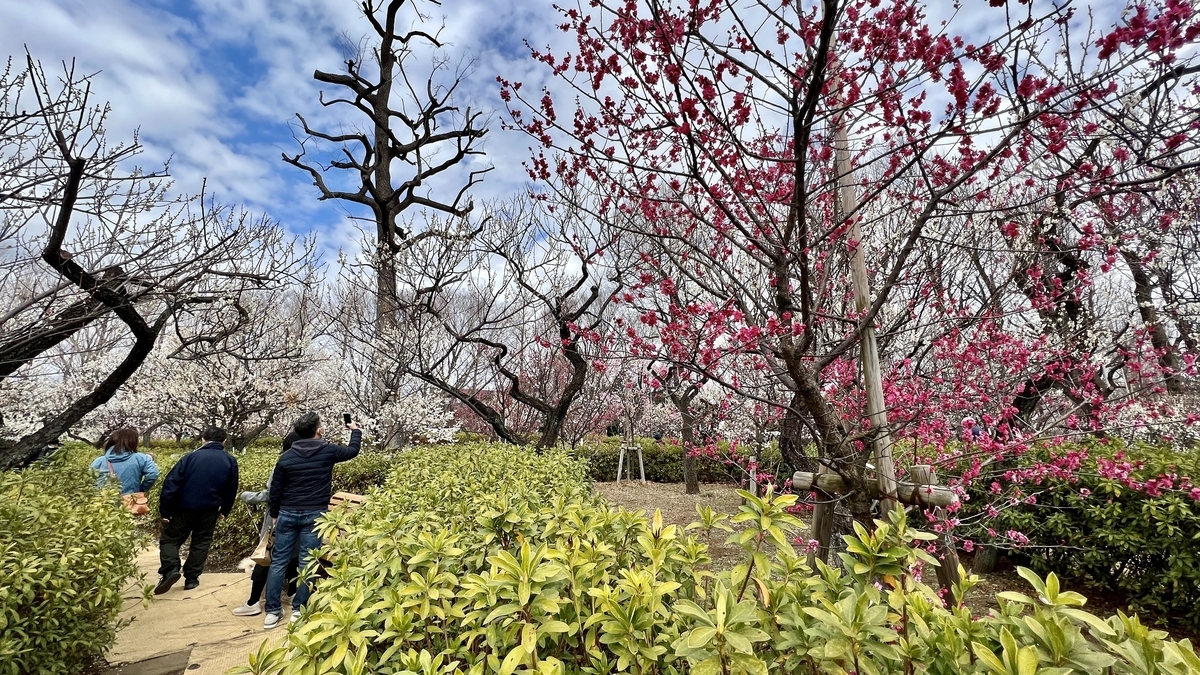 A family strolling along a path surrounded by plum blossoms