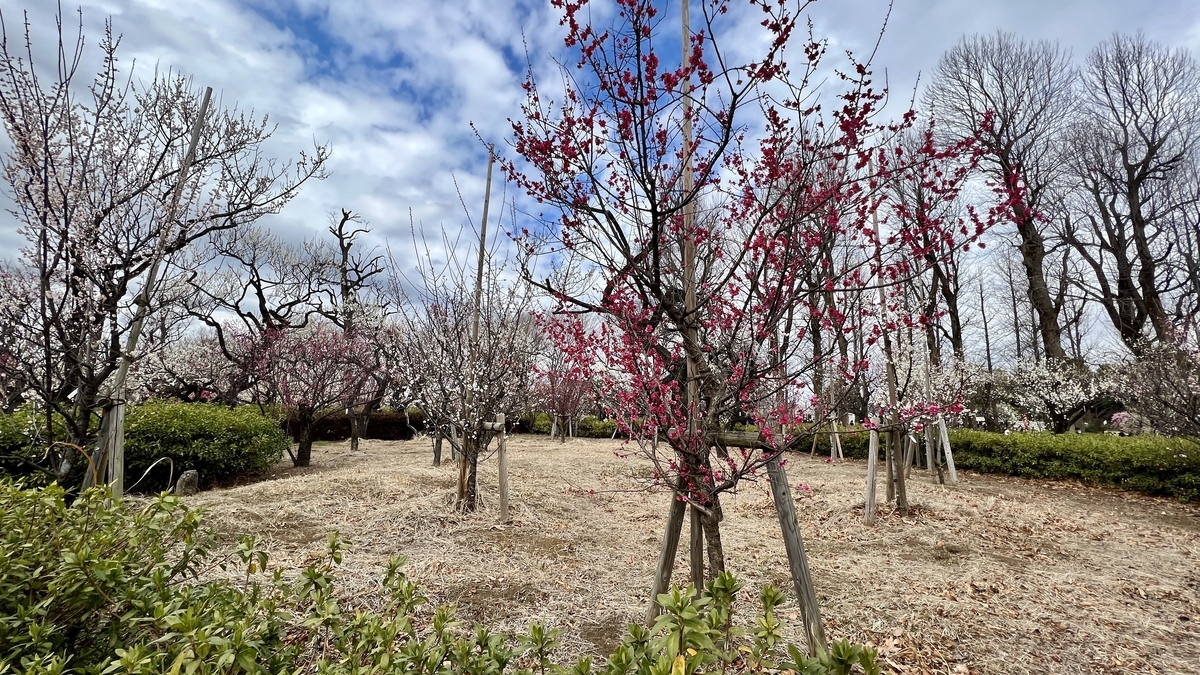 Open view of neatly planted young plum trees in the park
