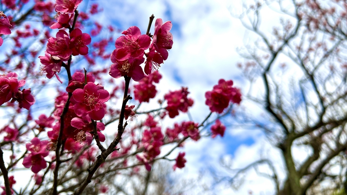 Close-up of deep red plum blossoms in full bloom against a blue sky