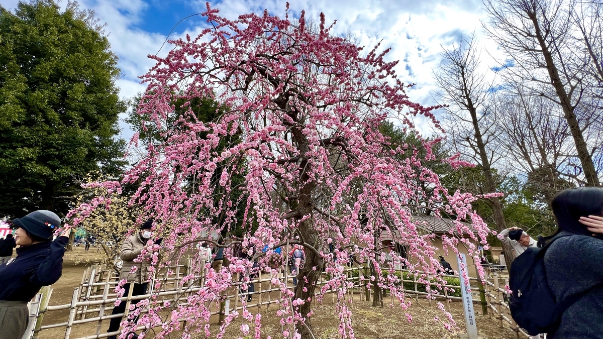 Visitors taking photos around a large weeping plum tree
