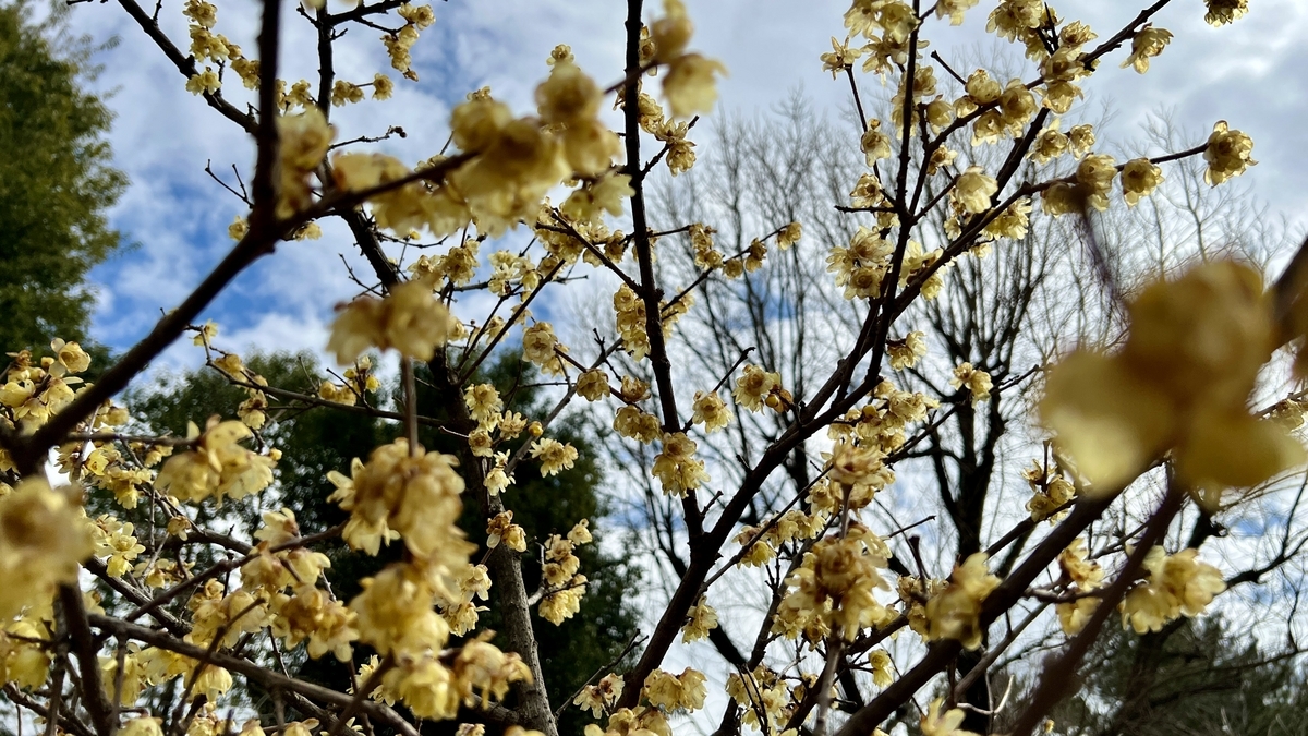 Close-up of pale yellow plum blossoms on a branch