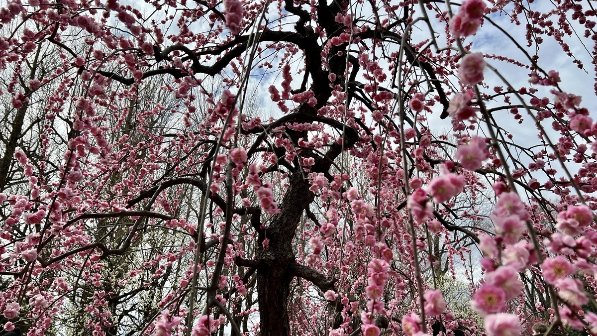 Dark red blossoms on tall branches with sky and trees in the background