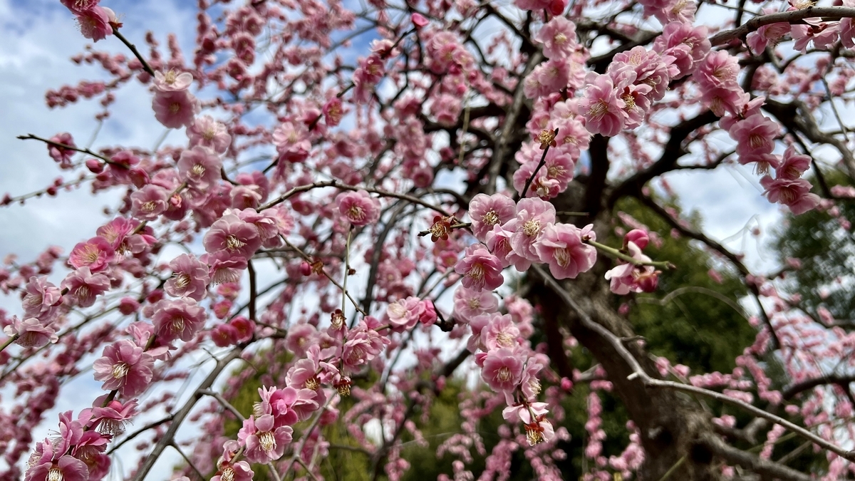 Close-up of flowers blooming on the branches of a weeping plum in full bloom