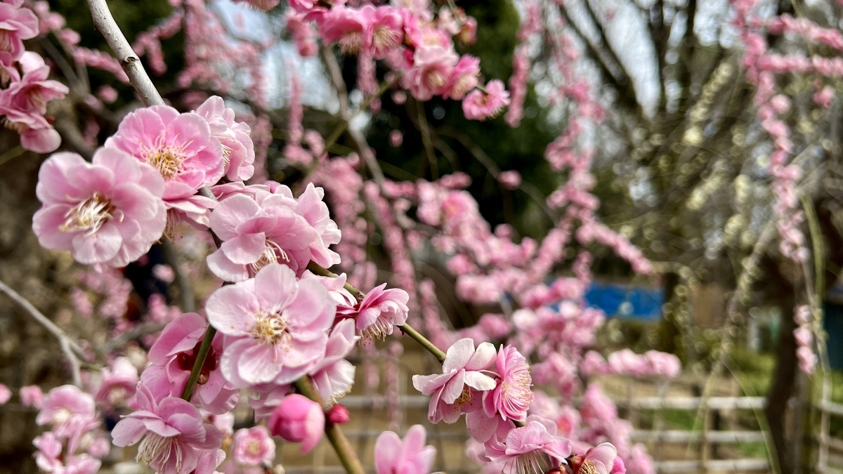 Close-up of pink plum blossoms with a blurred background