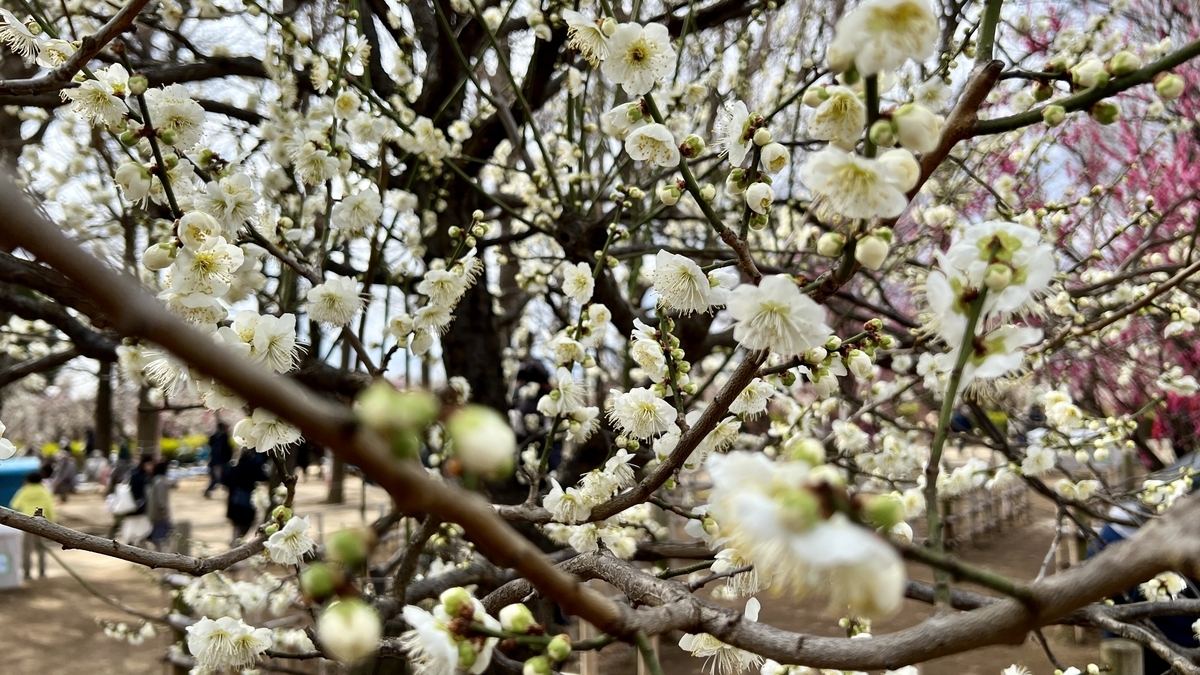 Wide view of the plum grove and walkway