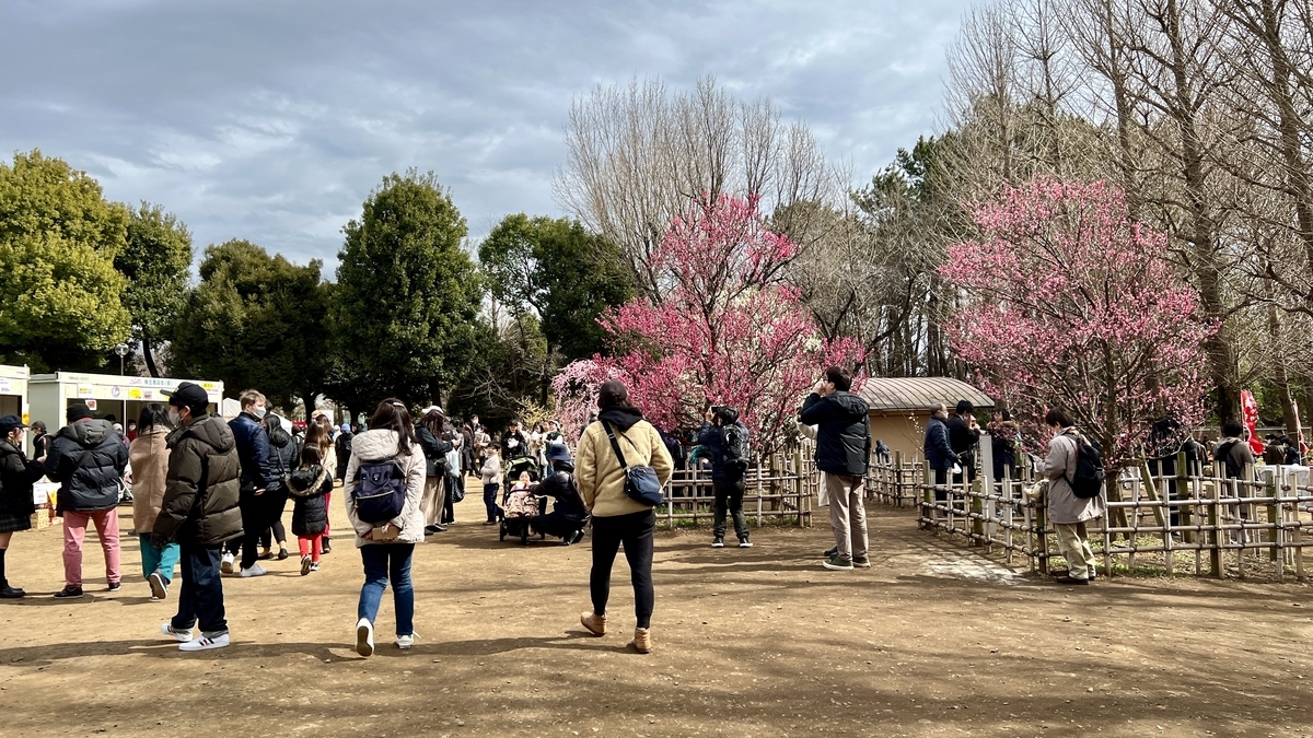 Visitors enjoying the festival with plum trees in the background