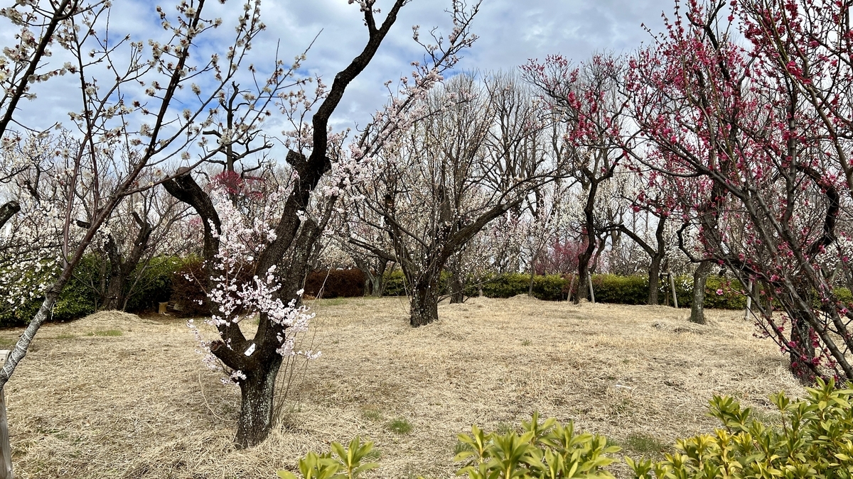 Peaceful park scene with white and red plum blossoms at Hanegi Park