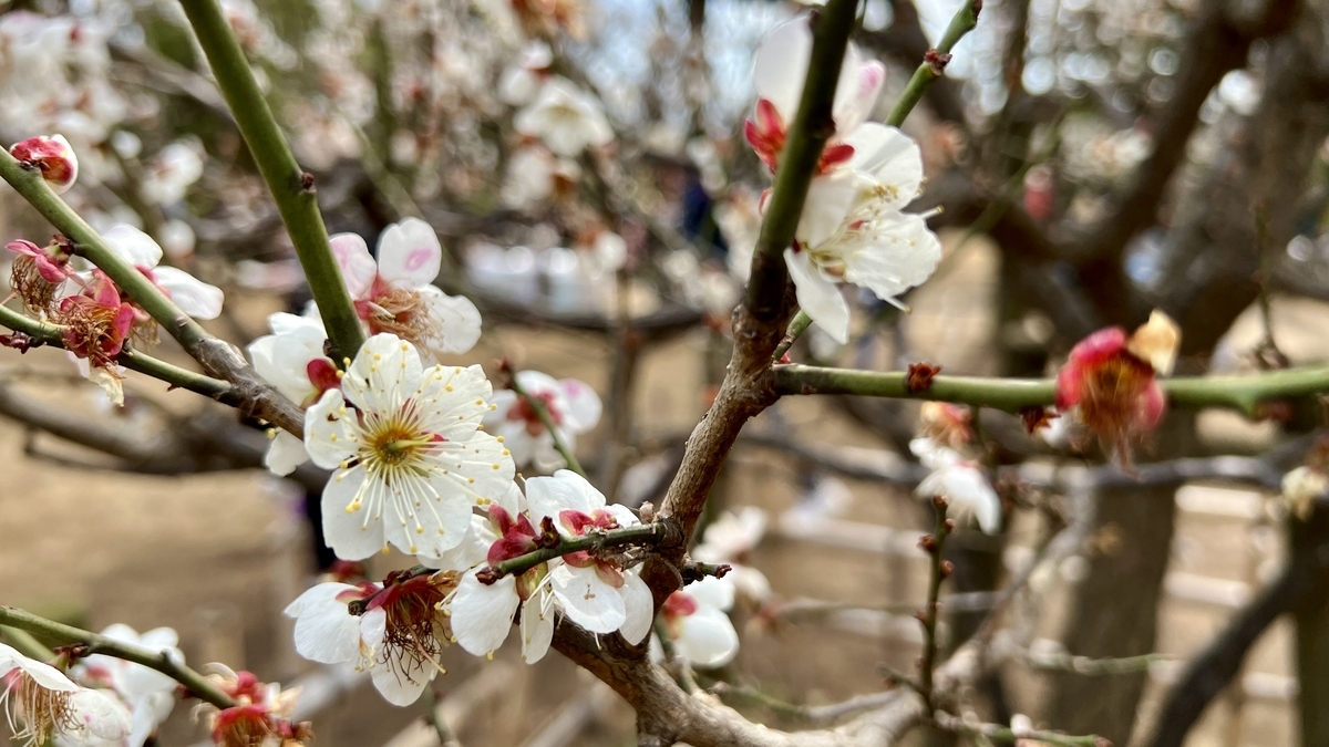 Close-up of a branch with both white and red plum blossoms