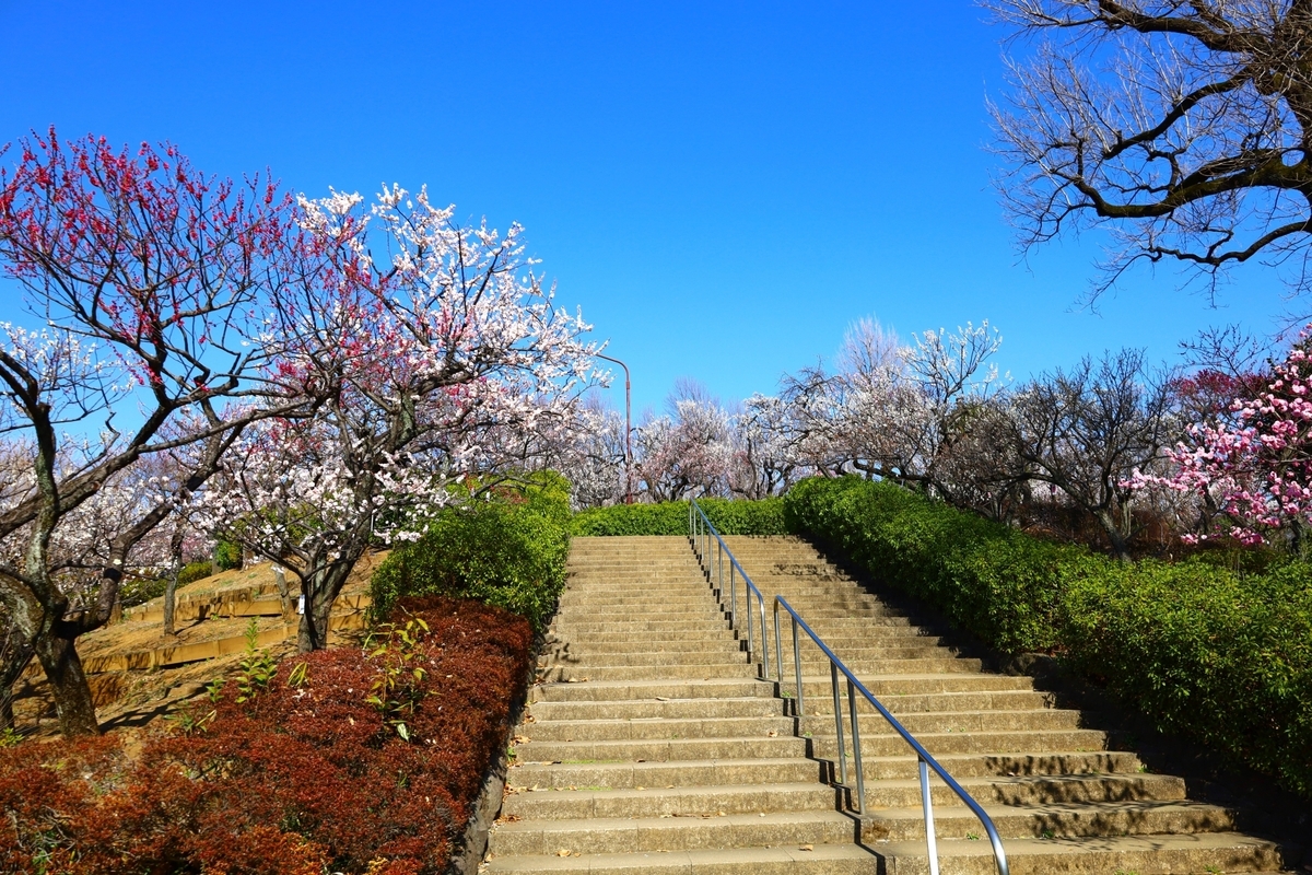 Entrance of Hanegi Park with colorful blooming plum trees welcoming visitors