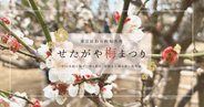 せたがや梅まつりを歩く｜650本の梅とやさしさに包まれる羽根木公園の春