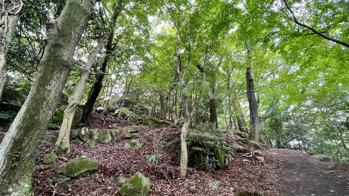 铺满落叶的森林小径前进的登山道