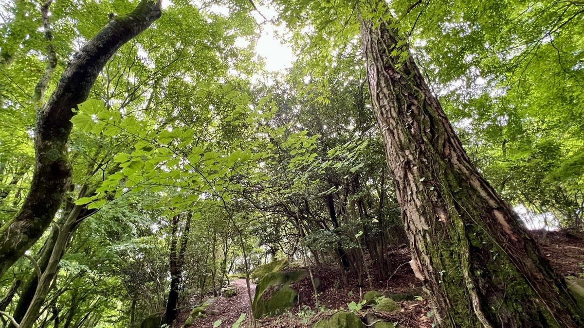 抬头看去树叶茂密的绿意盎然的登山道